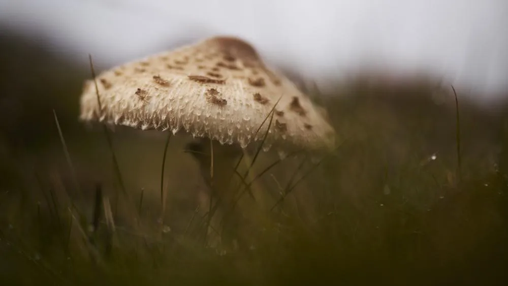 psicoglobina